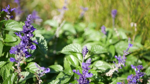 Salvia salie bloemen bloeien, botanische bloei, lente ochtend tuin, Californië lente flora