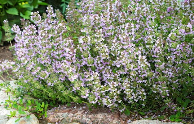 Salvia sclarea clary of salie planten