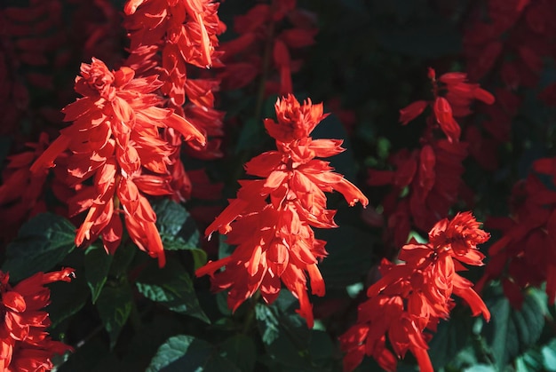 Salvia splendens vista rosso che fiorisce nel giardino primo piano di salvia scarlatta