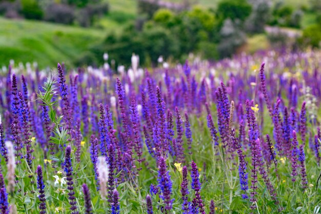 Salvia. summer meadow sage background