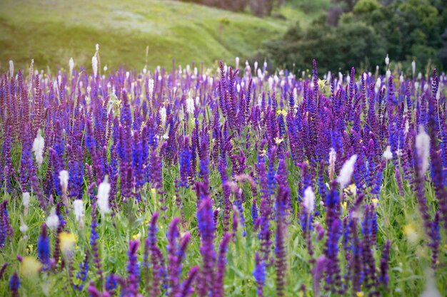 サルビア。夏の牧草地のセージの背景