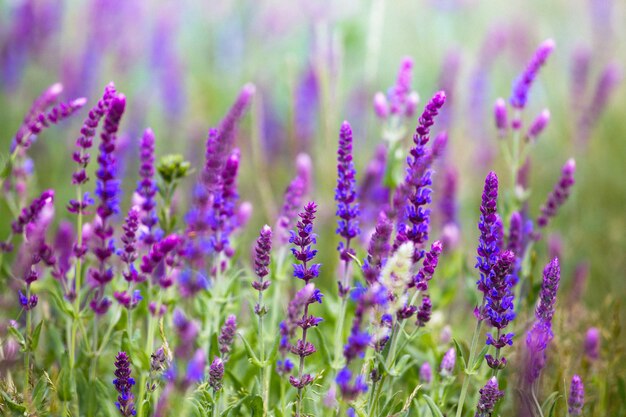 Salvia. Summer meadow with sage in sunset time