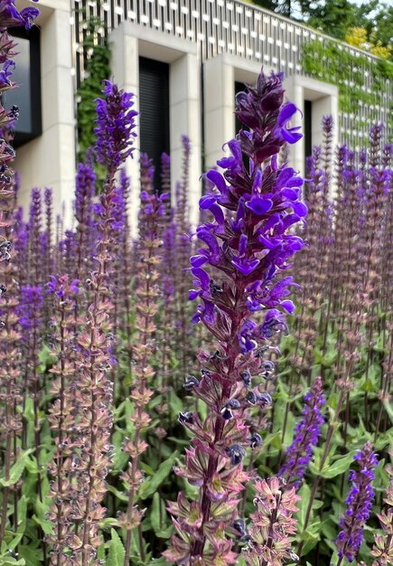 Salvia verticillata Flowering sage in garden sage in the park