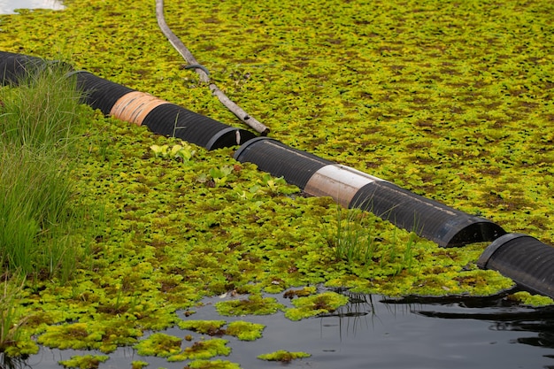 Salvinia cucullata roxb ex bory or water fern growing on water