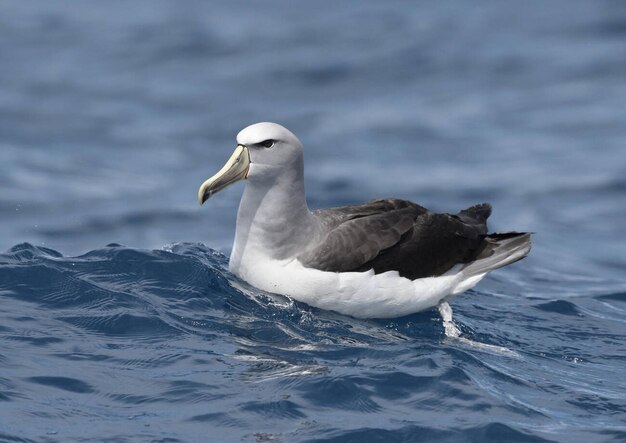 Salvins Albatross Thalassarche salvini Stock Photo