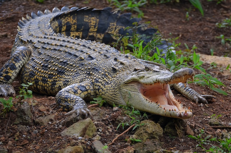 Photo salwater crocodile in the swamp