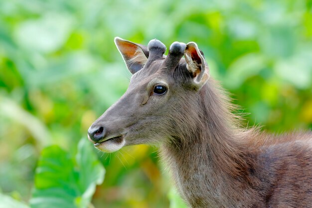 Photo sambar deer rusa unicolor