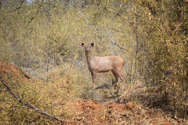 Photo sambar deer standing and looking at the camera on a bright sunny day in tadoba andhari tiger reserve