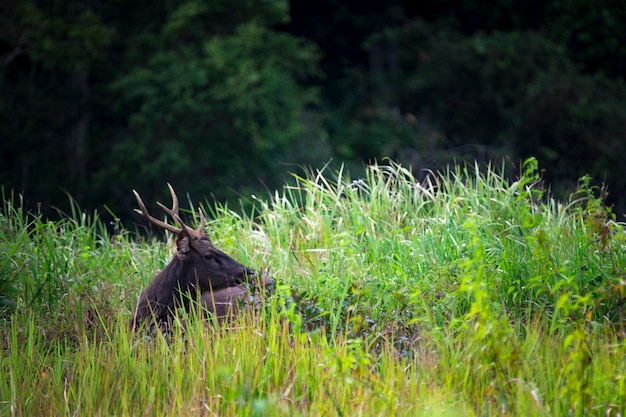 sambar hert op graslandgebied