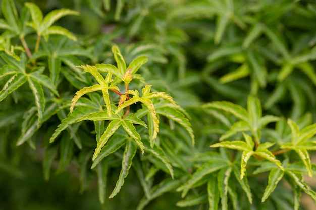 Sambucus racemosa 품종 Plumosa aurea 녹색 잎이 있는 관목