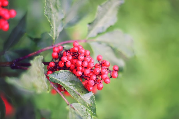 Sambucus racemosa-plant. Gemeenschappelijke rode vlierbes, rood-bessen vlierbessen op de tak in de tuin.