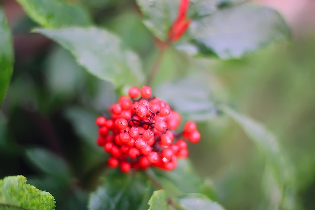 Sambucus racemosa-plant. Gemeenschappelijke rode vlierbes, rood-bessen vlierbessen op de tak in de tuin.