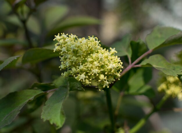 Sambucus racemosa vlierbessen of rode bessen ouderling close-up