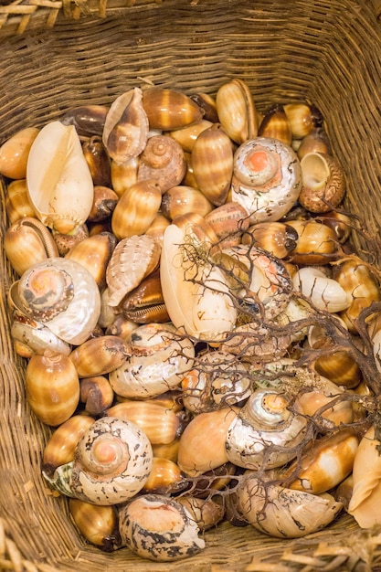 Same type of sea shells collected