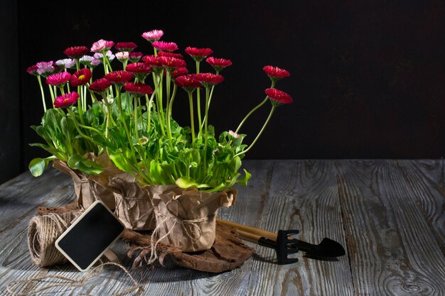 Samenstelling met eerste madeliefjebloemen voor plant- en tuingereedschap