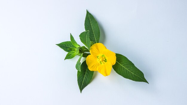 Samenstelling van bloemen Patroon gemaakt van gele bloemen en eucalyptusbladeren op witte achtergrond