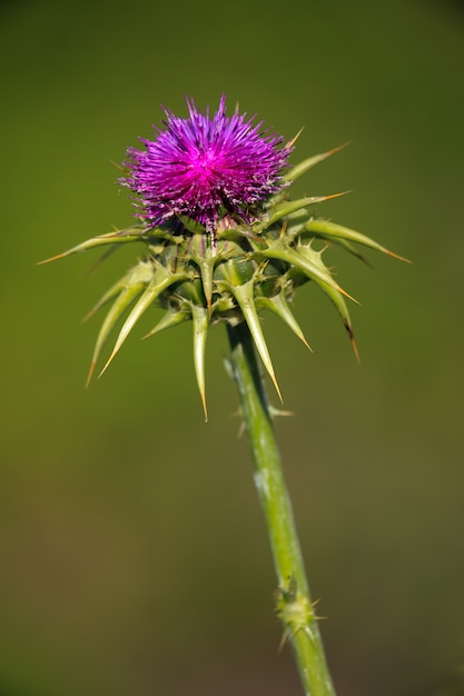 Samenstelling van een distel op groene achtergrond