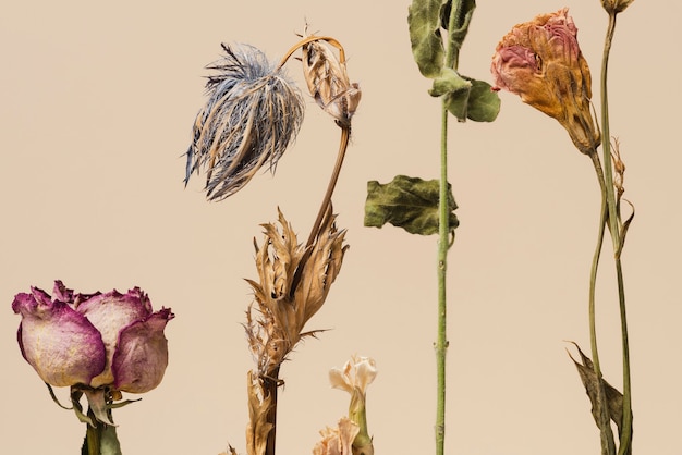 Foto samenstelling van gedroogde bloemen