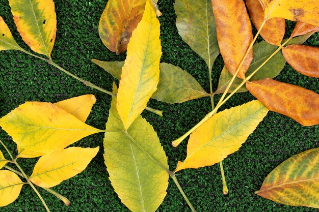 Samenstelling van gele herfstbladeren op grasachtergrond