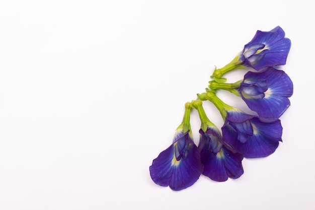 Samenstelling van vlinder erwt bloem met groene bladeren