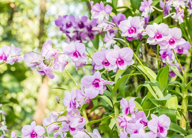 Samenvatting vage achtergrond van purpere orchideeën, Dendrobium.