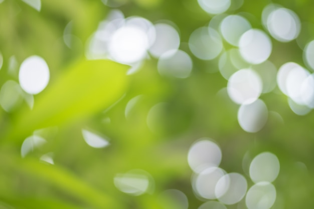 Foto samenvatting vage groene boom met lichte vlek bokeh achtergrond
