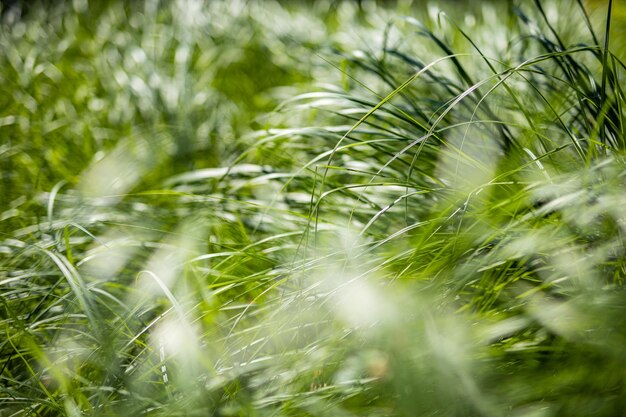 Samenvatting van gras dat in wind waait. Artistieke close-up natuur, groen weidegras