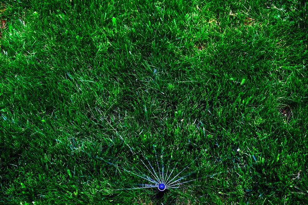 Photo sammer in the garden automatic watering watering green lawn