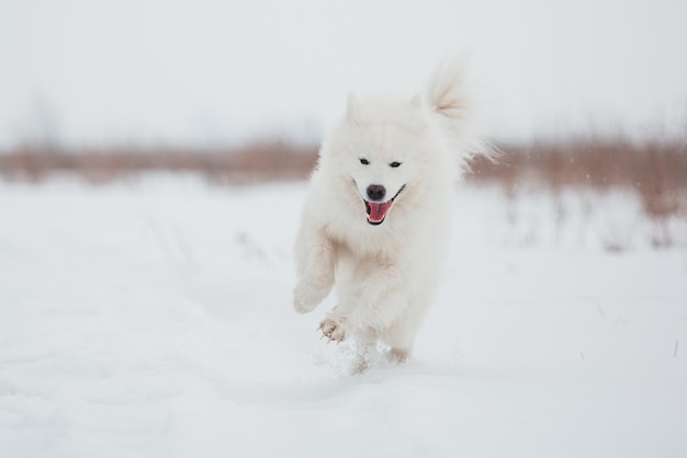 Samojeed hond die in de sneeuw loopt