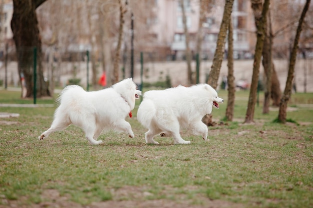 Samojeed hond rennen en spelen in het park. Grote witte pluizige honden op een wandeling