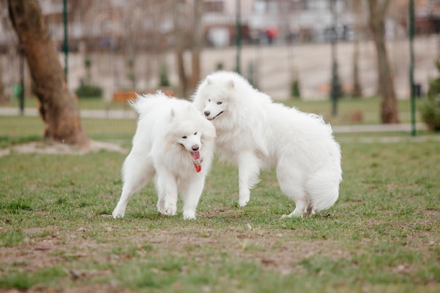 Samojeed hond rennen en spelen in het park. Grote witte pluizige honden op een wandeling