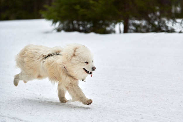 Samojeed hond uitvoeren op sledehondenrennen