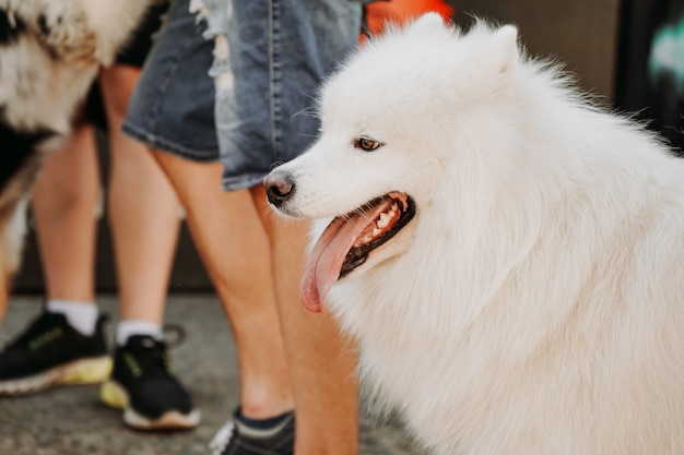 Samojeed laika fotografie. Witte Samojeed tussen de mensenmassa