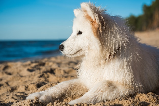 Samojeed pup zittend aan kust