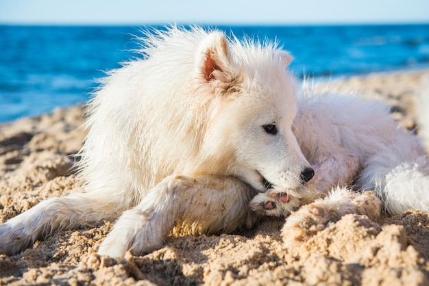 Samojeed pup zittend aan kust