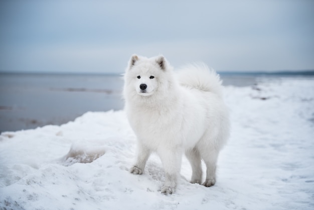 Samojeed witte hond is op Saulkrasti strand in Letland