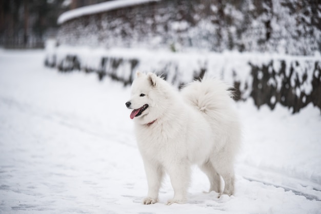 Samojeed witte hond is op sneeuw buiten op winterlandschap