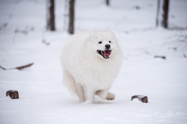 Samojeed witte hond loopt buiten op sneeuw