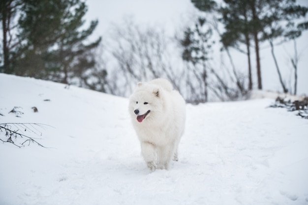 Samojeed witte hond loopt op sneeuw buiten in de winter