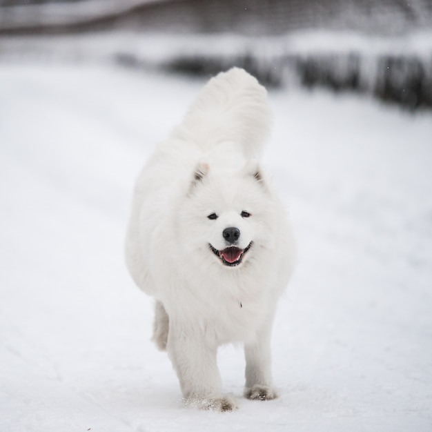 Samojeed witte hond loopt op sneeuw buiten op winterlandschap
