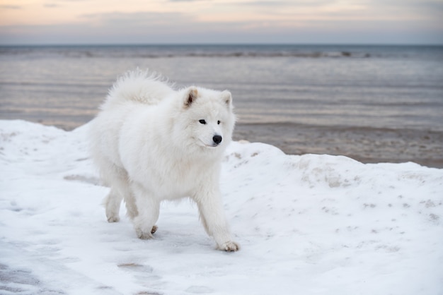 Samojeed witte hond loopt op sneeuwstrand in Letland