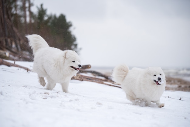 Samojeed witte hond loopt op sneeuwstrand in Letland