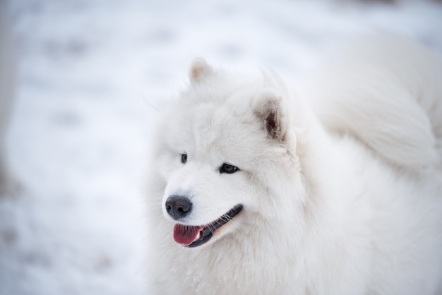 Samojeed witte hond snuit close-up is op het strand van de Oostzee