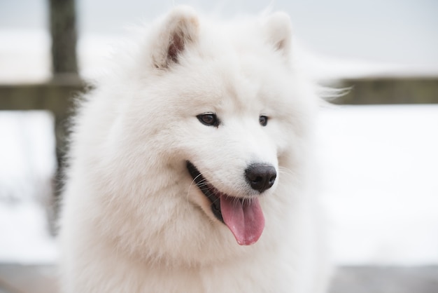 Samojeed witte hond snuit close-up op sneeuw weg balta kapa in saulkrasti, letland