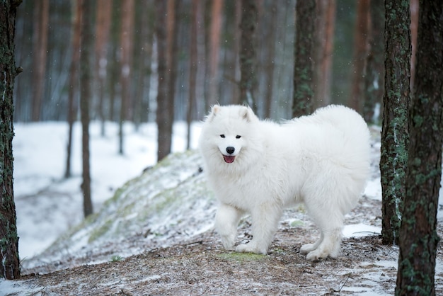 Samojeed witte hond zit in het winter woud