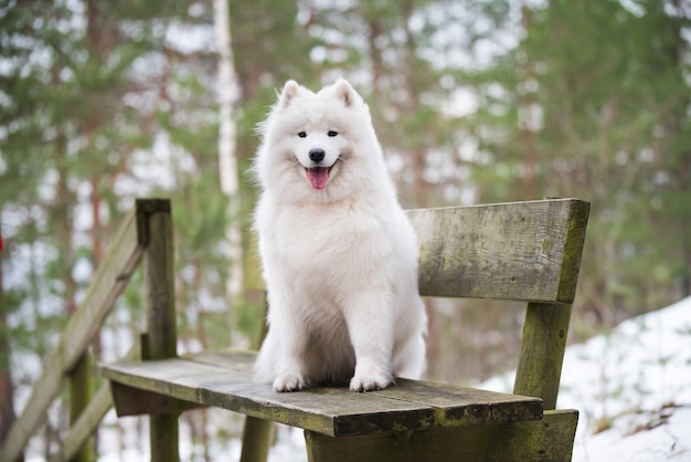 Samojeed witte hond zit in het winterbos op een bankje