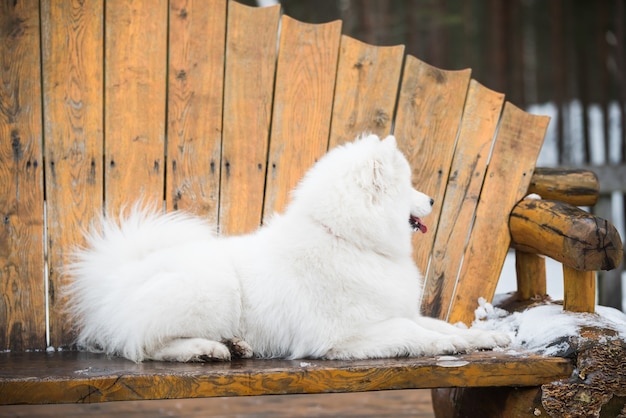 Foto samojeed witte hond zit in het winterbos op een bankje