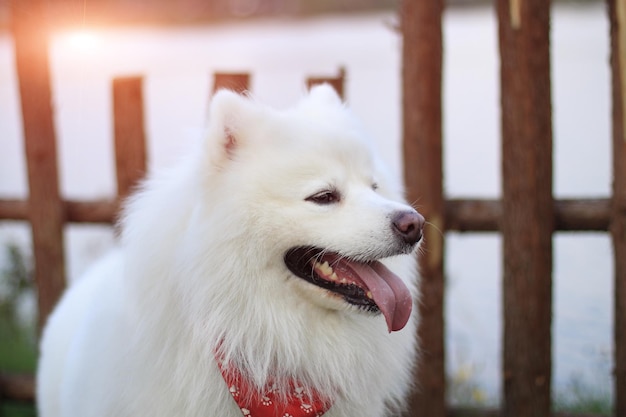 舌を出すサモエ犬