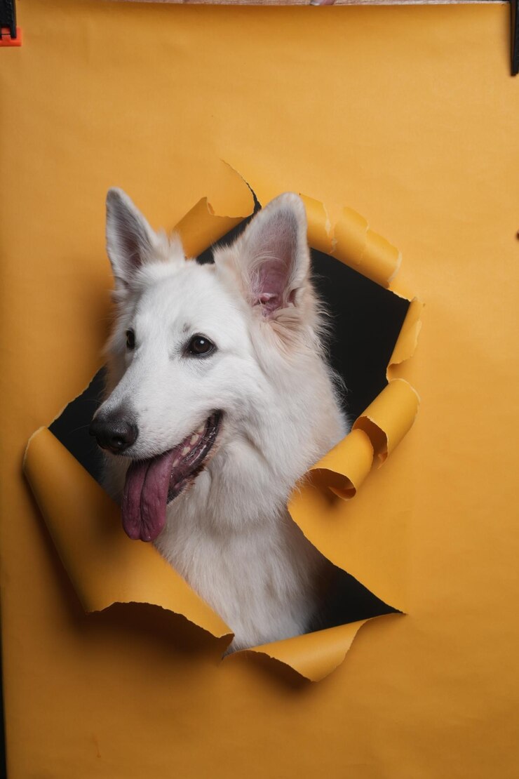 Samoyed in action photoshoot