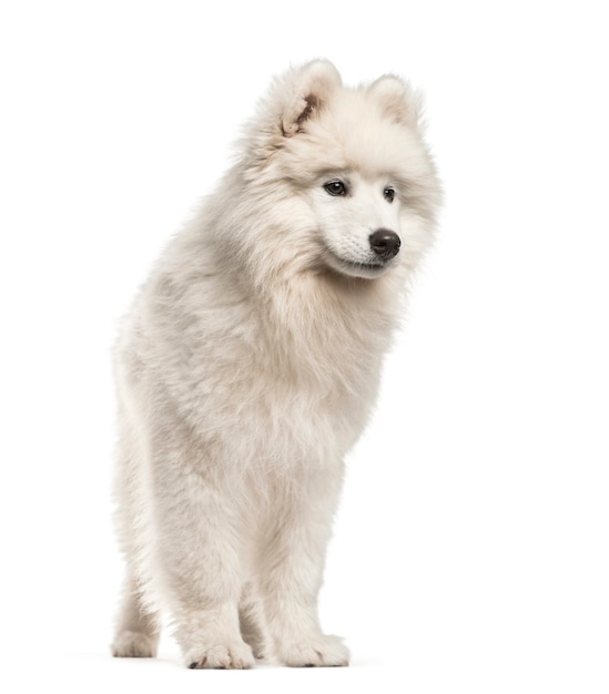 Samoyed dog, 4 months old, in front of white background